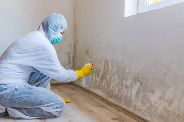 Licensed Black Mold Removal service in Sykesville, MD - WQB Mold Removal