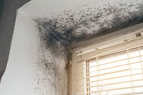 Affordable Black Mold Removal solutions in Sykesville, MD